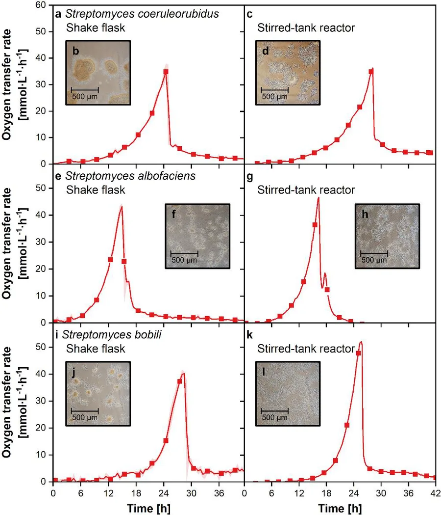 Figure from the AIChE Journal paper: oxygen transfer rate curves and morphology images for three Streptomyces species in shake flask and stirred-tank reactor
